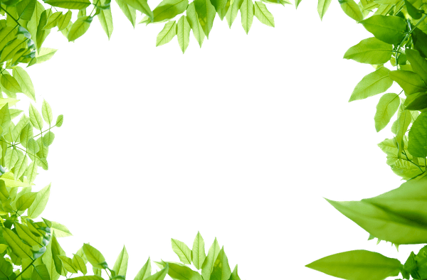 Leaves Border PNG