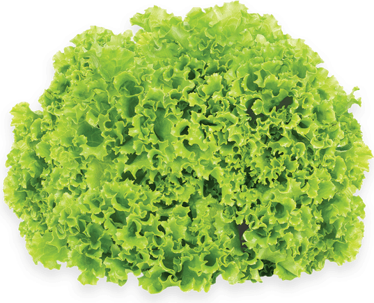 Butterhead Lettuce PNG
