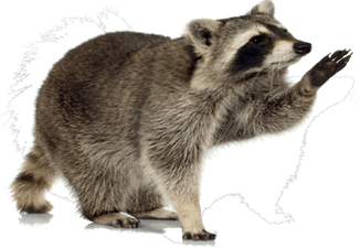 Raccoon PNG