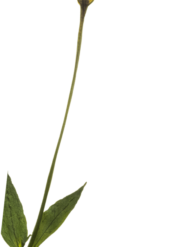 Dry Flower PNG