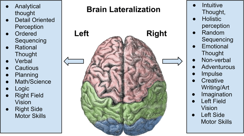 Left Brain Right Brain PNG