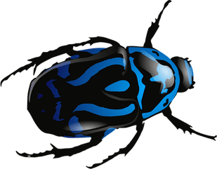 Bed Bug PNG