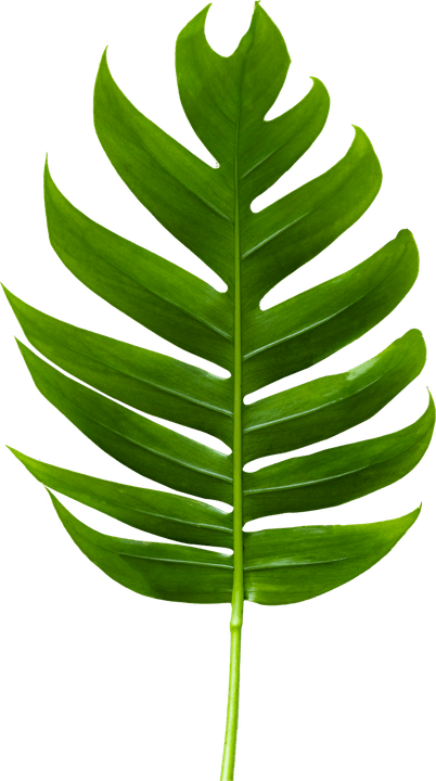Jungle Leaf PNG