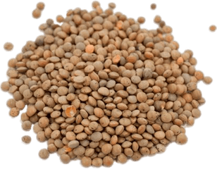 Lentil PNG