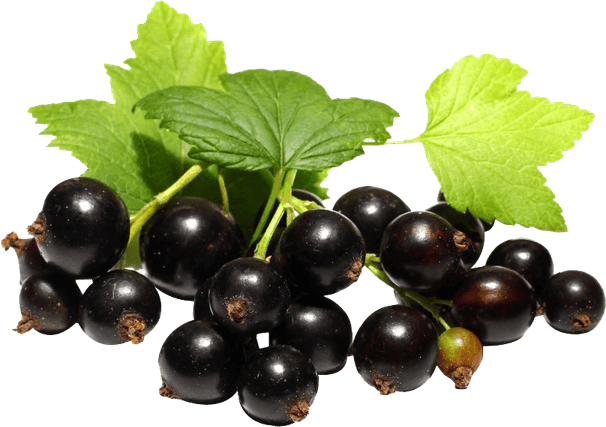 Blackcurrant PNG