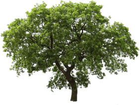 Green Tree PNG