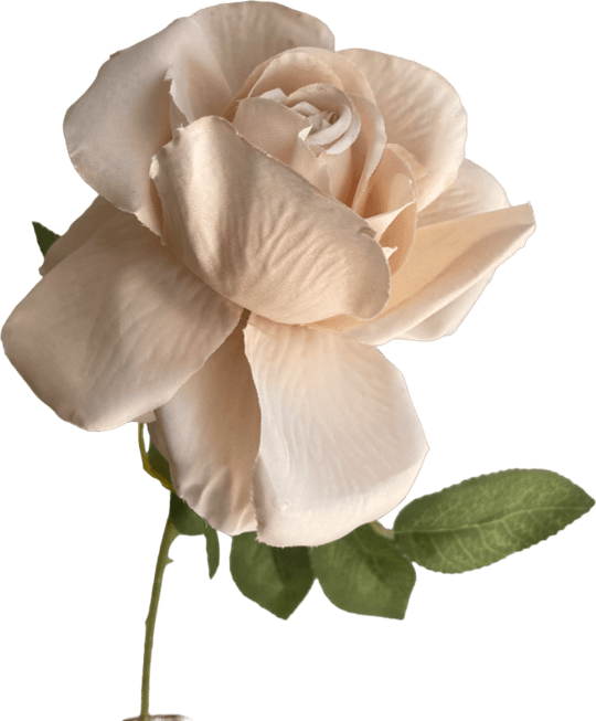 Beige Rose PNG