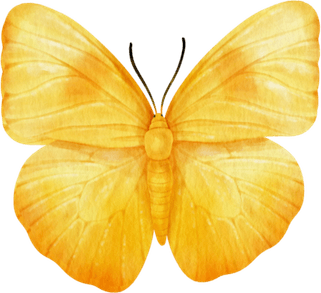 Butterfly Picsart PNG