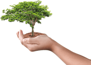 Hand With Tree PNG