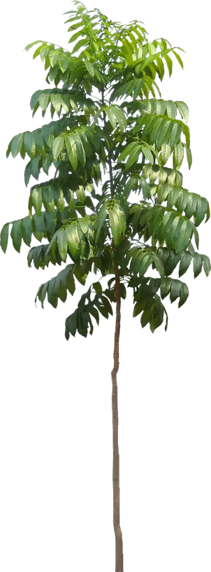 Young Tree PNG