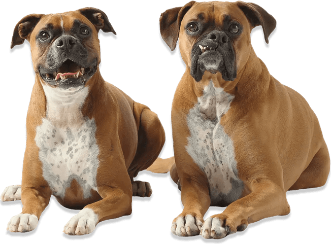 Boxer Dog PNG