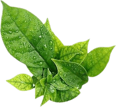 Water Leaf PNG