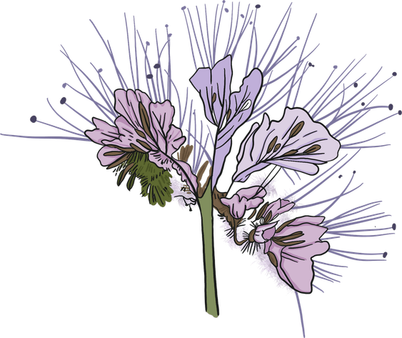 Anime Flower PNG
