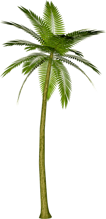 Watercolor Palm Tree PNG