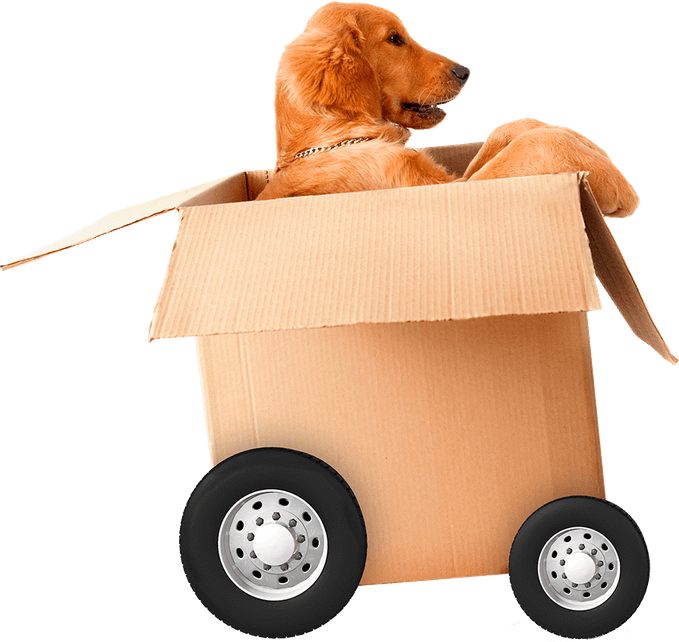 Moving Dog PNG