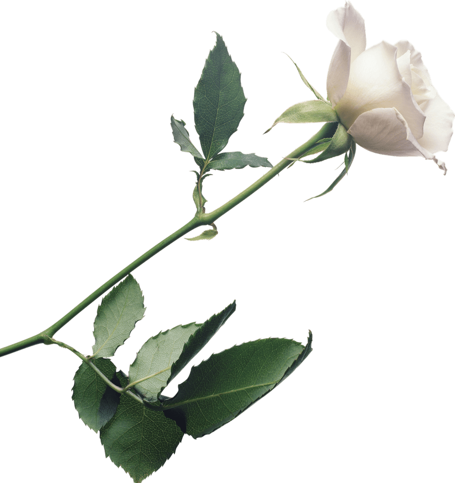 White Rose Border PNG