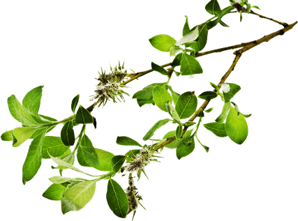 Branch PNG