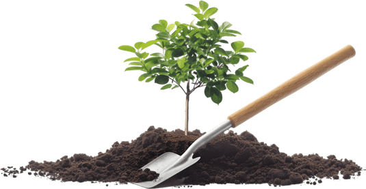 Young Tree PNG