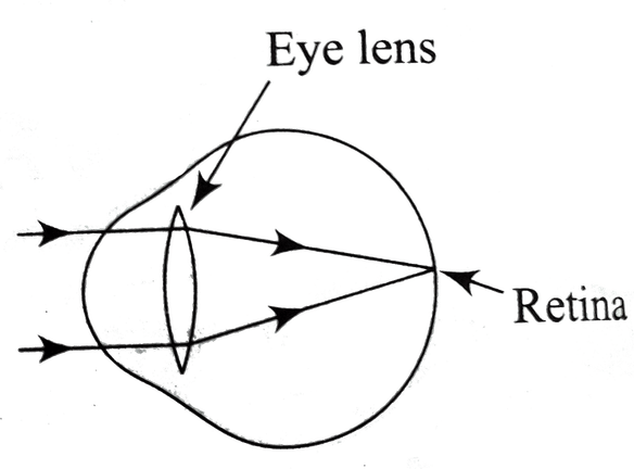 Lens Eyes PNG