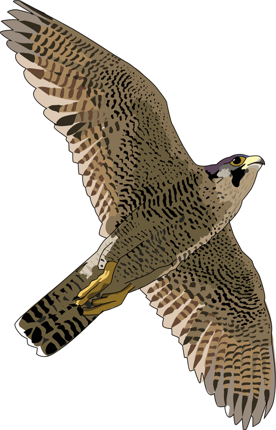 Falcon PNG