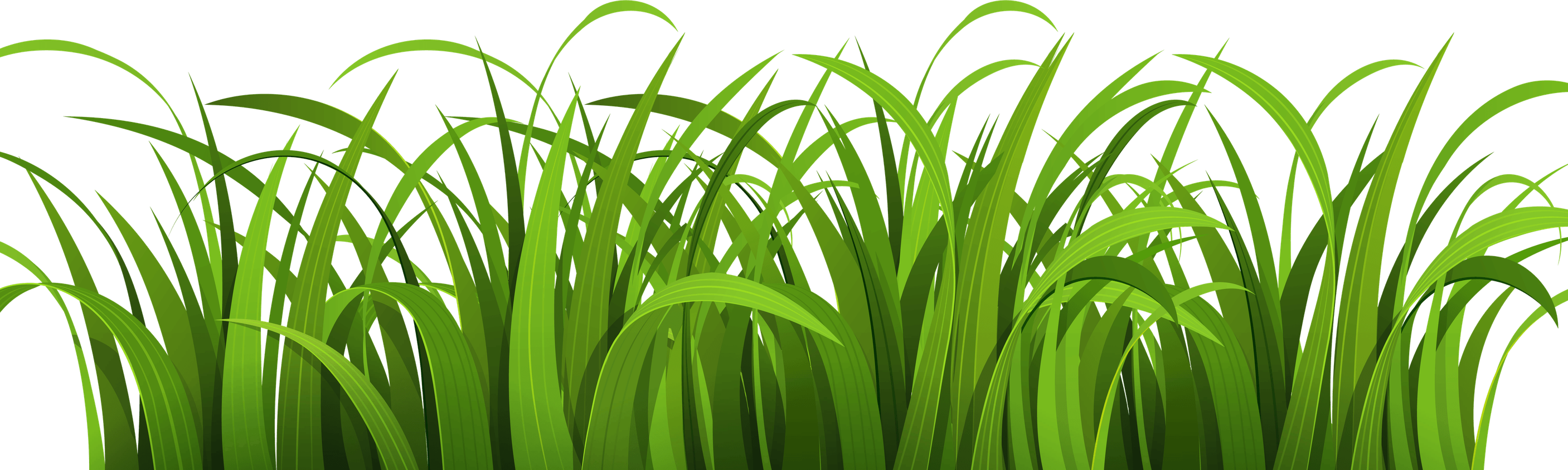 Wild Grass PNG