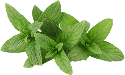 Mint Leaves PNG
