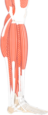Muscle PNG
