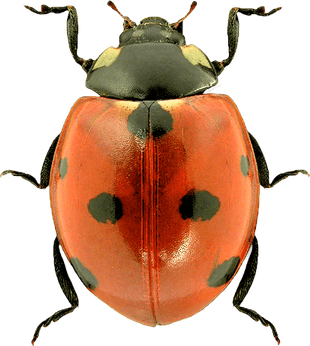 Ladybug PNG