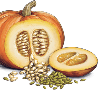 Pumpkin Seeds PNG
