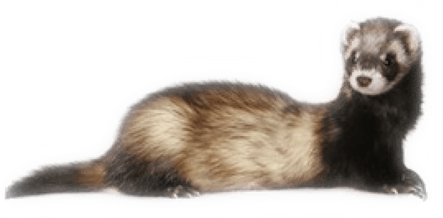 Weasels PNG