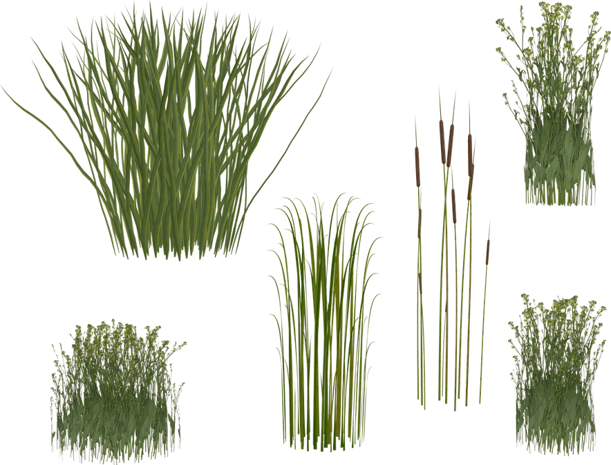 River Grass PNG