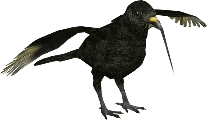 American Crow PNG