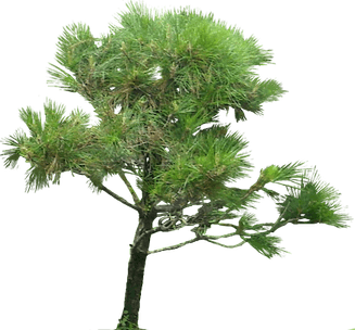 Ironwood Tree PNG