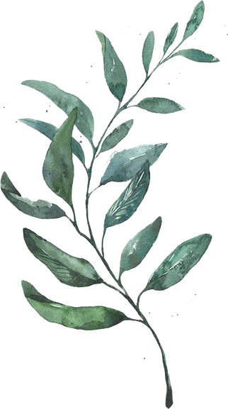 Watercolor Leaves PNG