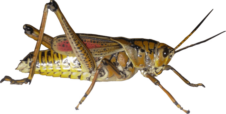 Grasshopper PNG