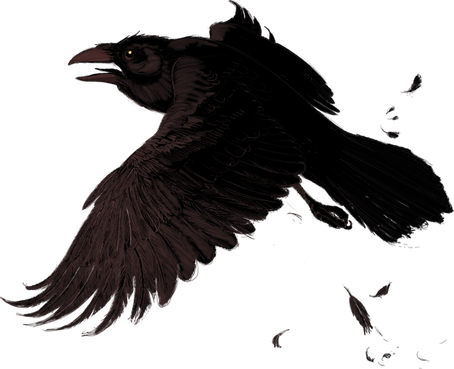 Raven PNG