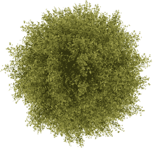 Aerial Tree PNG