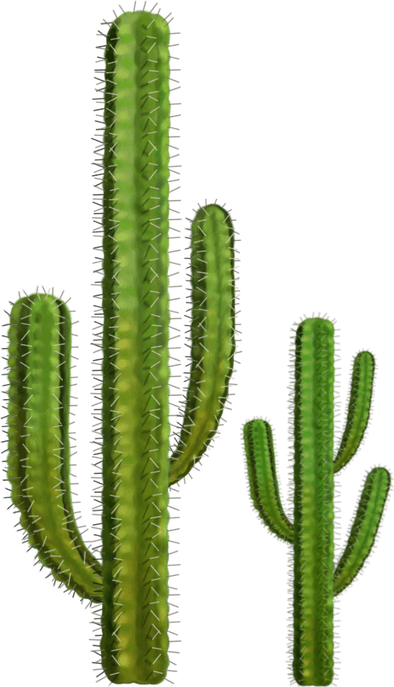 Cactus PNG