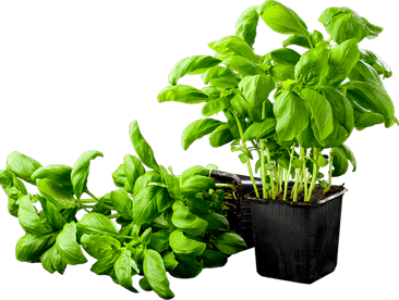 Basil Leaf PNG