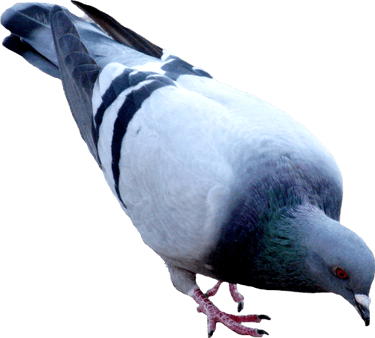 Pigeon PNG