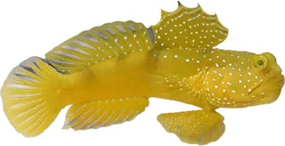 Glowing Fish PNG