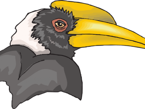 Rhinoceros Hornbill PNG