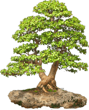 Young Tree PNG