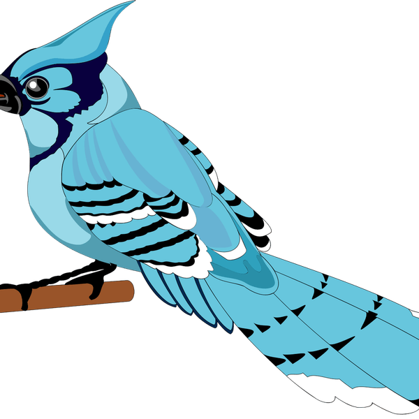 Hoopoes PNG