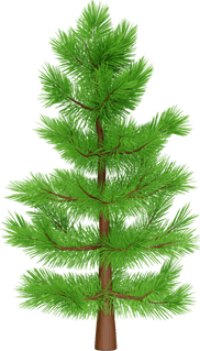 Conifer Tree PNG
