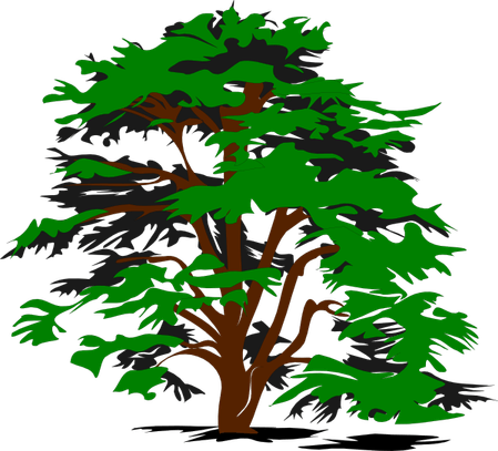 Cartoon Jungle Tree PNG