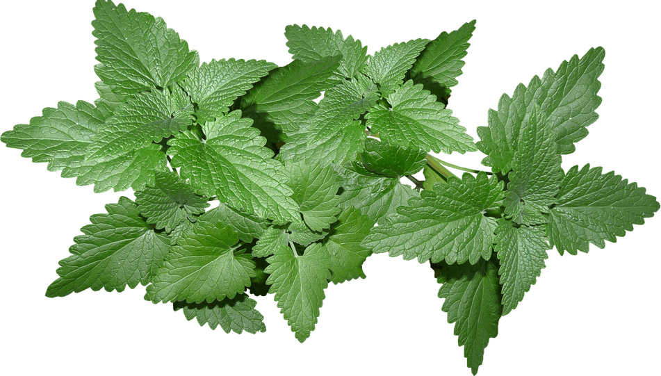 Mint Leaves PNG