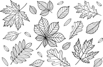 Fall Leaf PNG