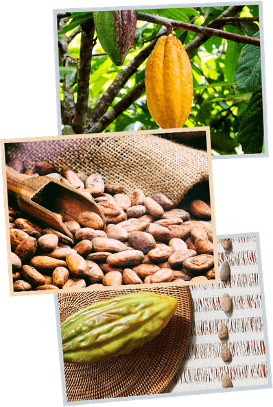 Ingredient PNG