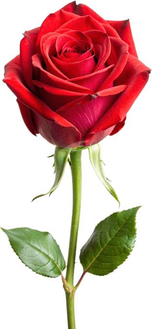 Single Rose PNG